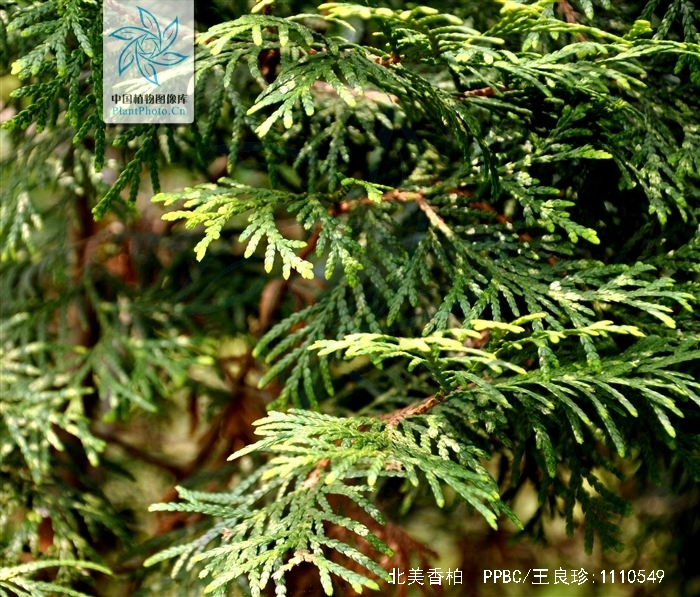  p>北美香柏(学名: i>thuja occidentalis /i> linn.