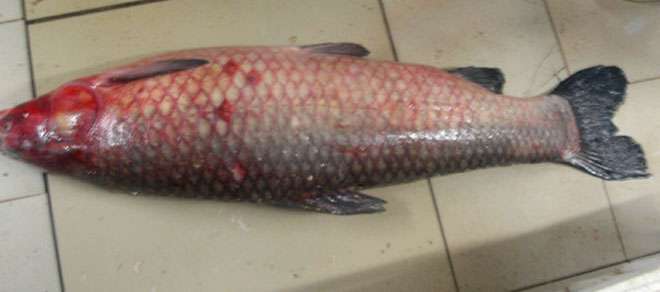 青根鱼主要产于长江流域地区,也可人工养殖,但由于