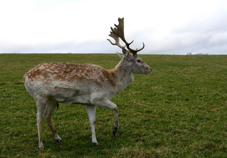 dama /i>):是鹿科的一种 a target="_blank" href="/item/反刍动物">