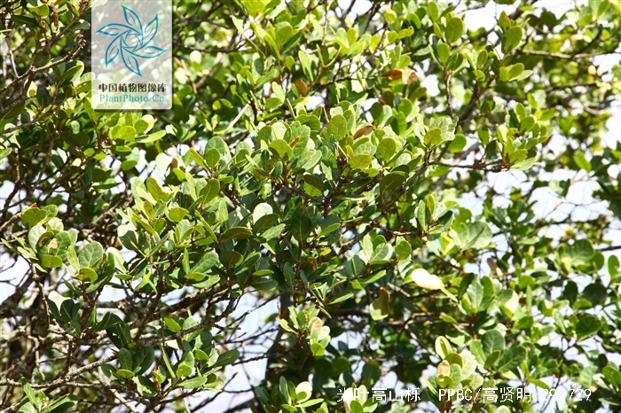  p>光叶高山栎(学名:quercus rehderiana hand. -mazz.