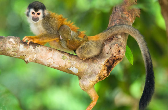 black-crowned central american squirrel monkey