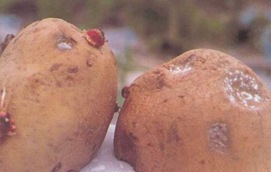 马铃薯干腐病