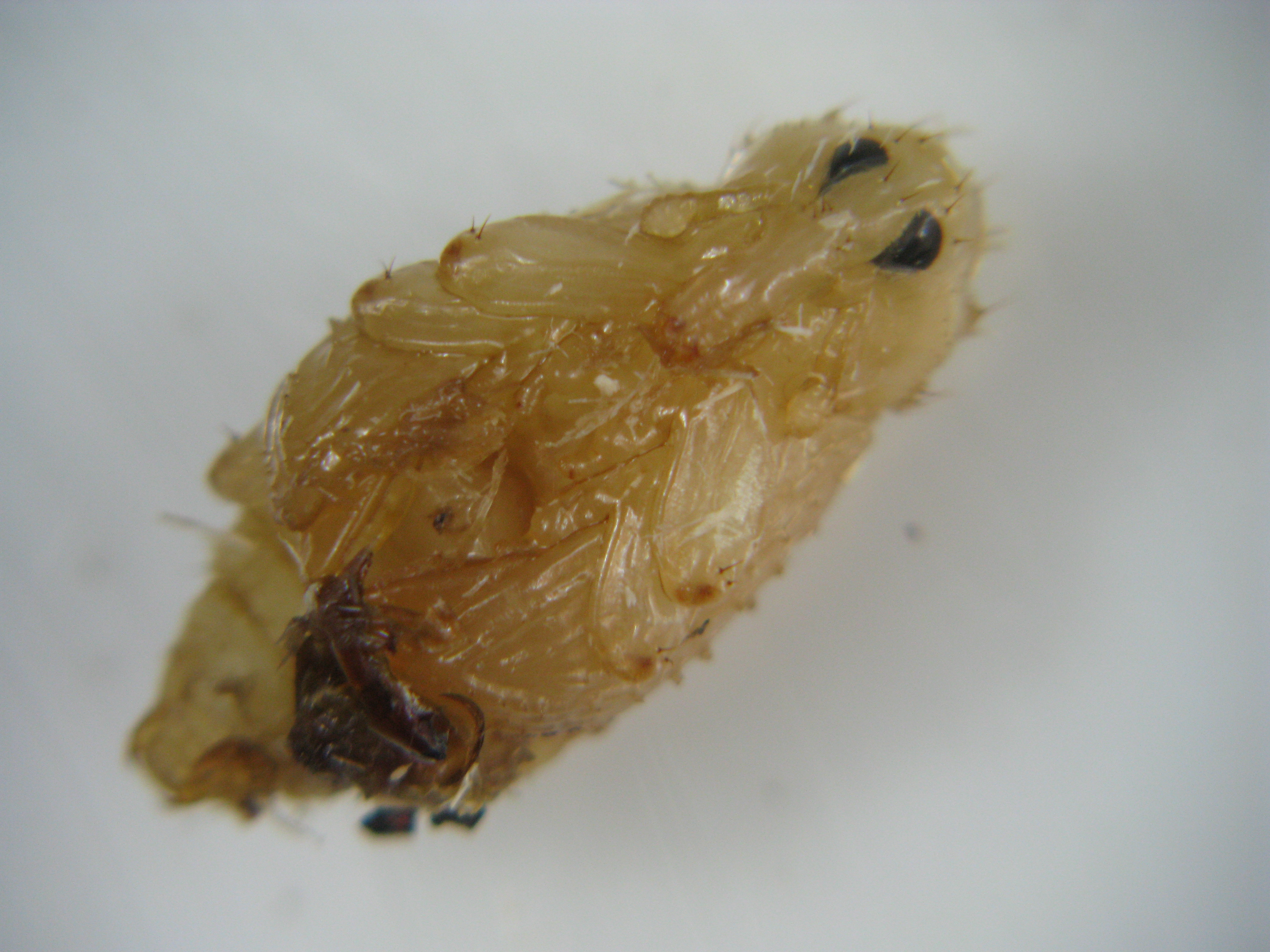  p>昆虫名,属鞘翅目(coleoptera),象虫科(curculionidae).