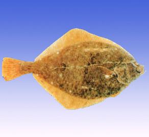  p>石鲽鱼与高眼鲽外形近似.一般体长20～30厘米,体重250～400克.