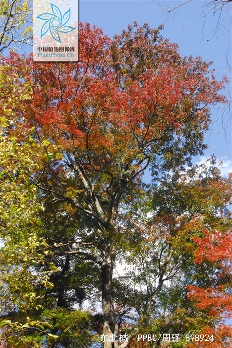  p>东北槭(学名: i>acer mandshuricum /i> maxim.