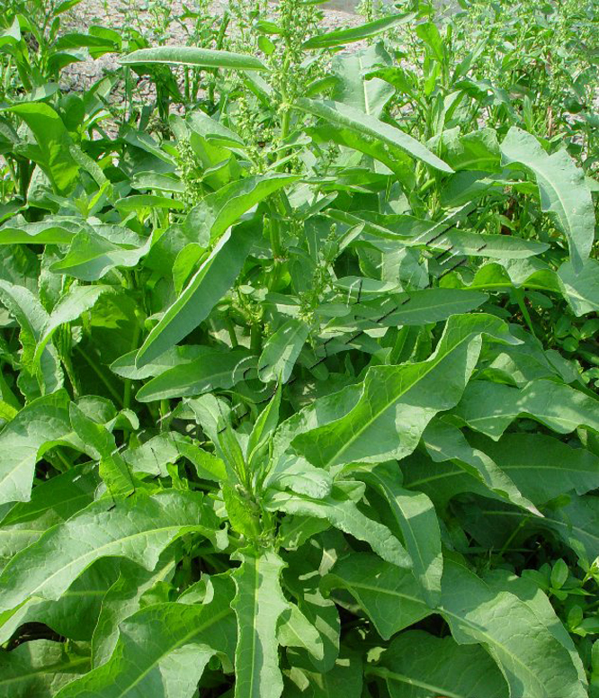  p>皱叶羊蹄,学名刺酸模,rumex maritimus l.