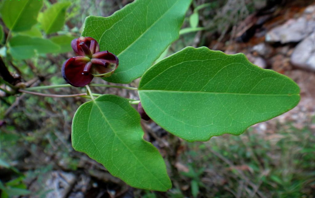 木通/2974013" data-lemmaid="2974013">三叶木通 /a>,三叶拿藤(浙江)