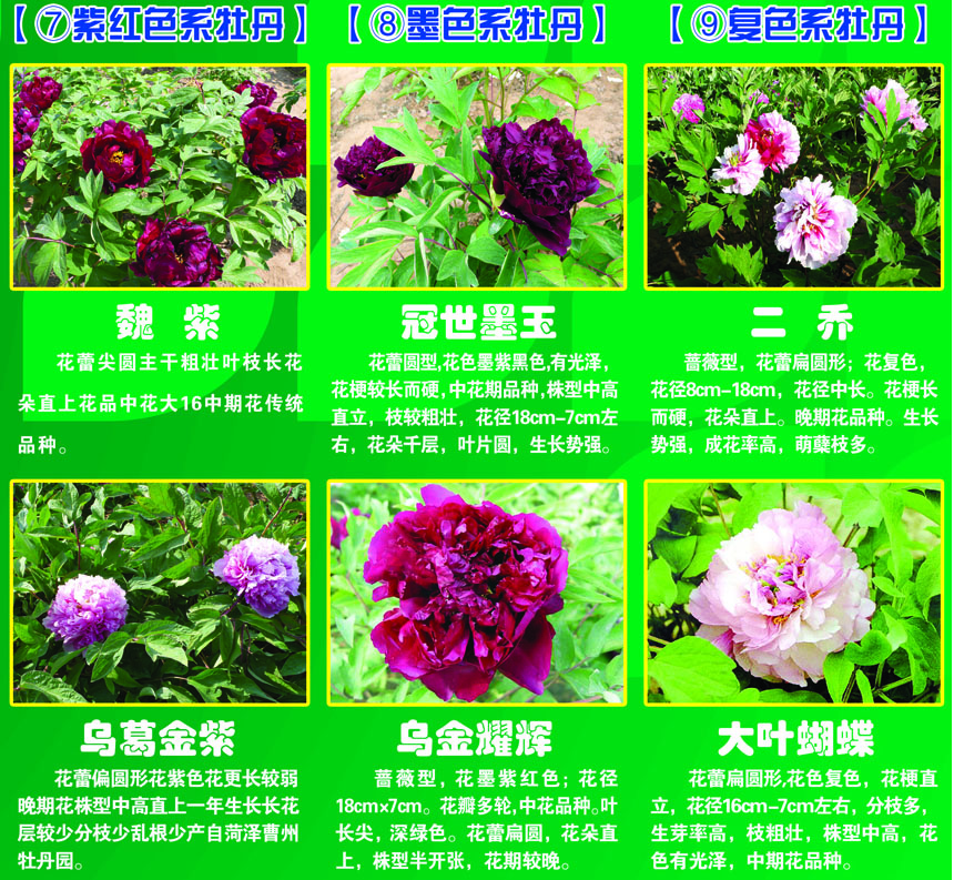 牡丹,自古被誉为国色天香,花中之王,中华民族认为