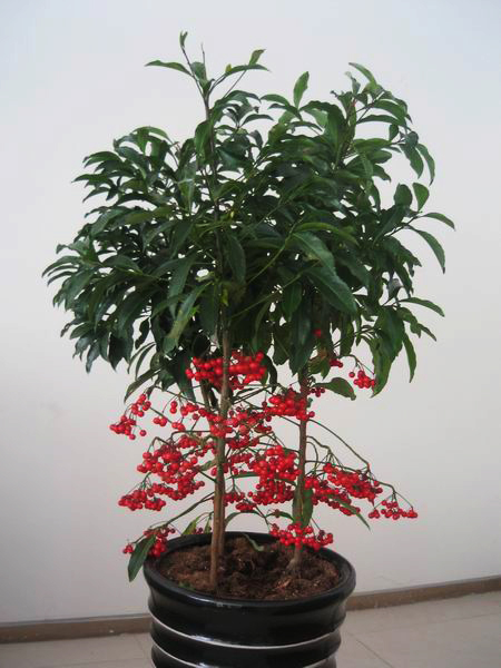  p>紫金牛,学名:ardisia japonica (thunb)blume,别名小青,矮茶,短脚