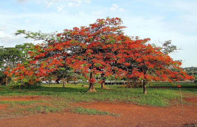  p>凤凰木(delonix regia),取名于"叶如飞凰之羽,花若丹凤之冠",别名