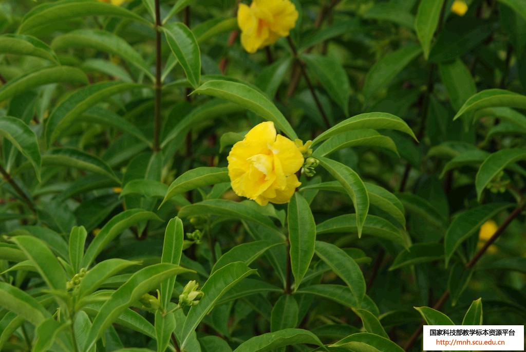  p>软枝黄蝉(学名: i>allemanda cathartica /i> l.