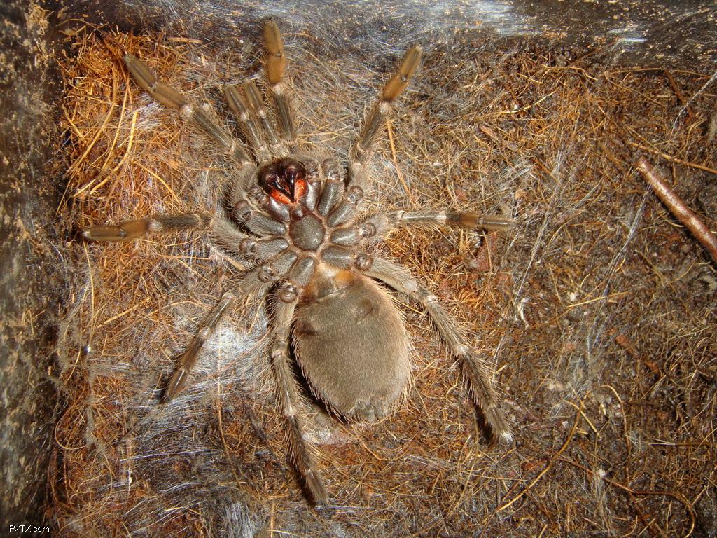  p>巴西所罗门食鸟蜘蛛(拉丁学名:lasiodora parahybana)又名巴西 a