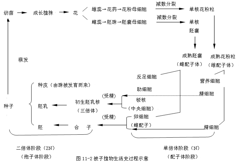 data-lemmaid="5524266">植物生活史 /a>中,以配子体为生活主体的世代