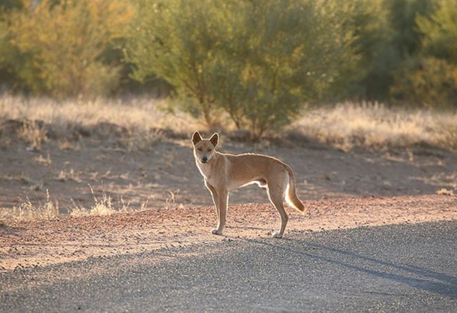  p>澳洲野犬(学名: i>canis lupus dingo /i>):是哺乳纲,犬科的 a