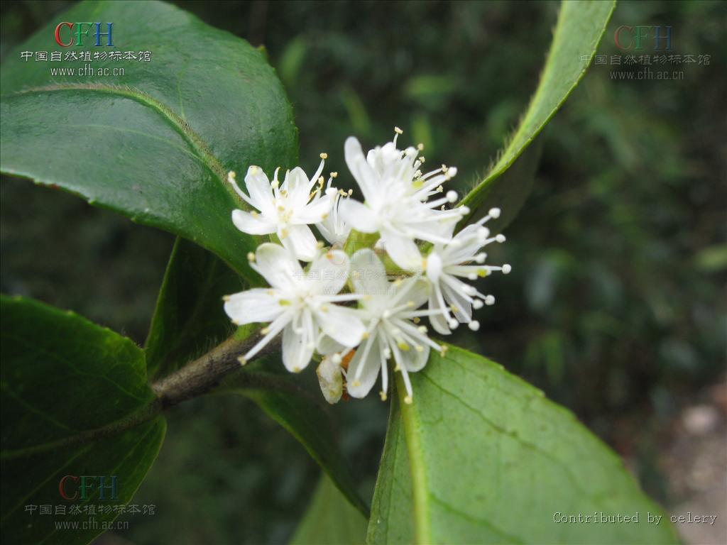  p>毛山矾(学名: i>symplocos groffii  /i>merr.