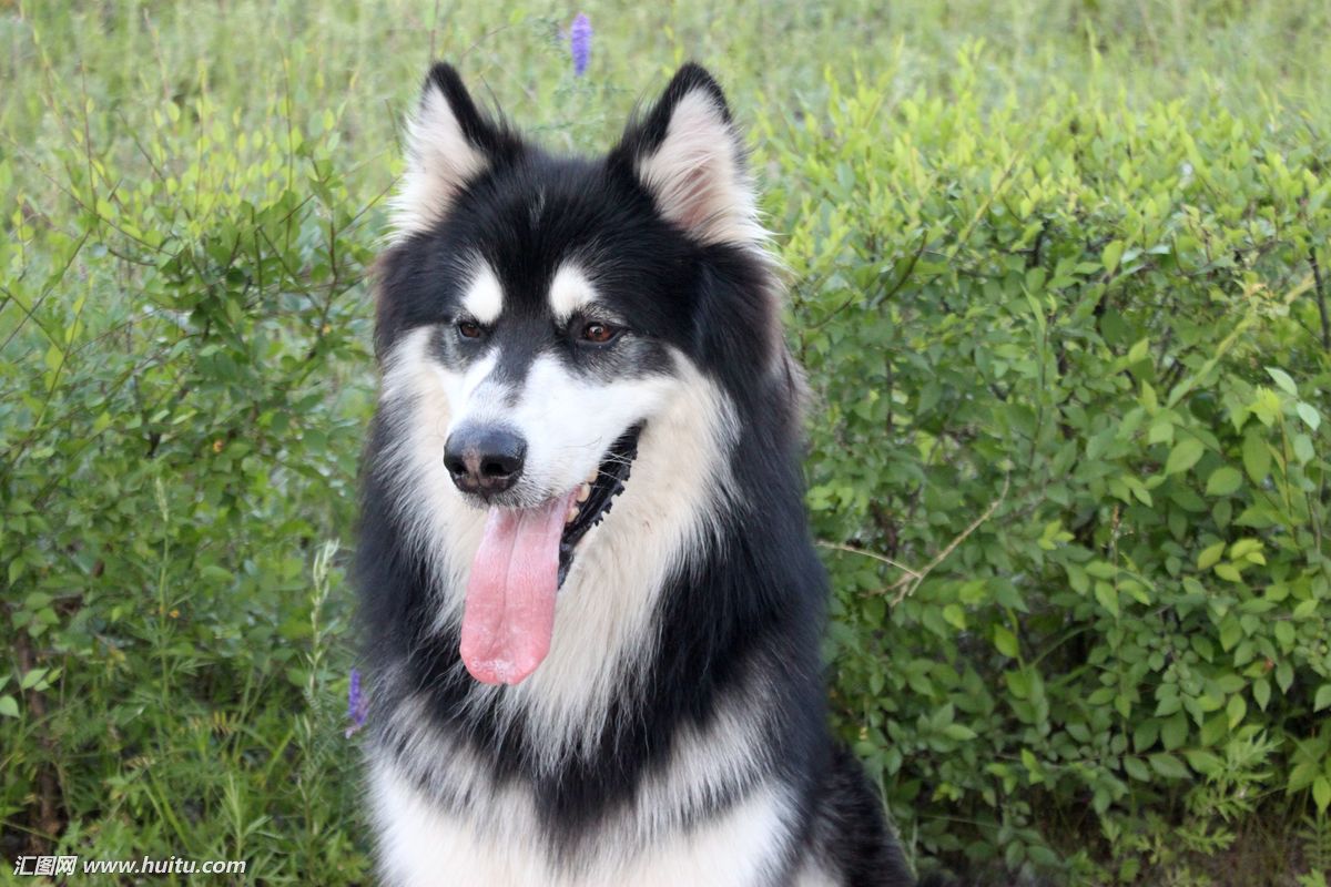  p>阿拉斯加雪橇犬也叫 a href="#" data-lemmaid="8206086">阿拉斯加