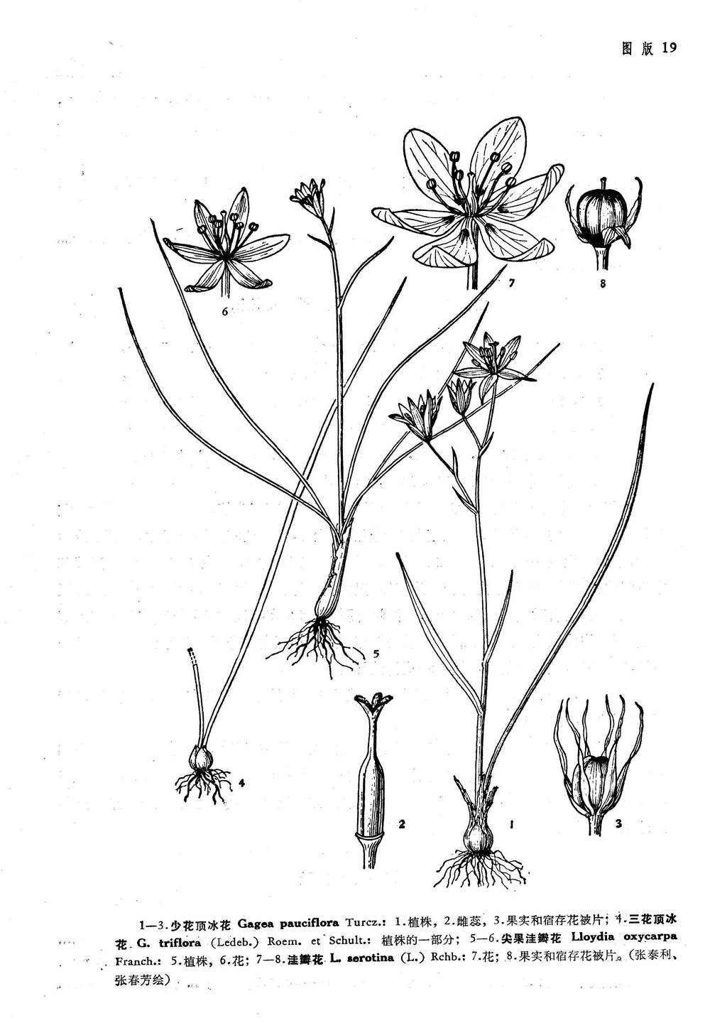 gagea lutea (l.) ker-gawl.