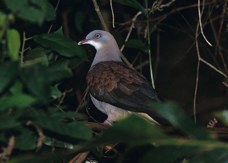 鸠鸽科 /a>皇鸠属的中型 a href="#" data-lemmaid="278334">鸟类 /a>