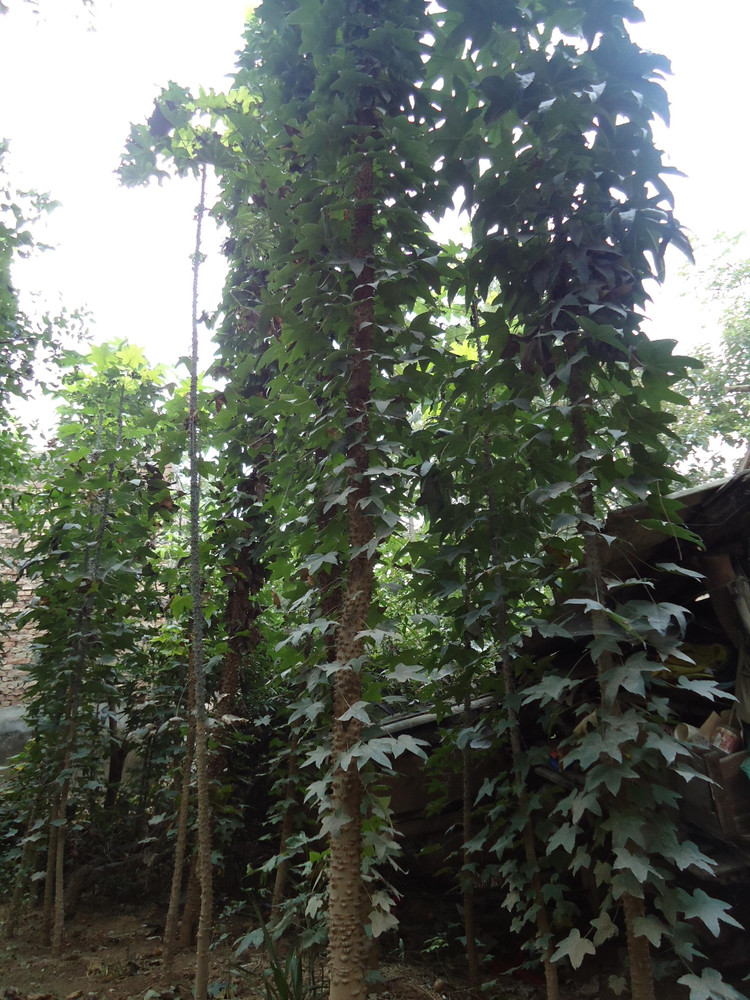 是五加科刺楸属植物,高可达30米.