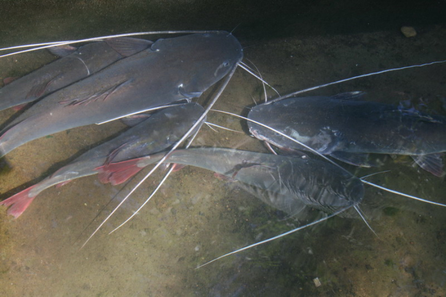  p data-id="tiqavsp93ygl">胡子鱼是鲤形目鲶