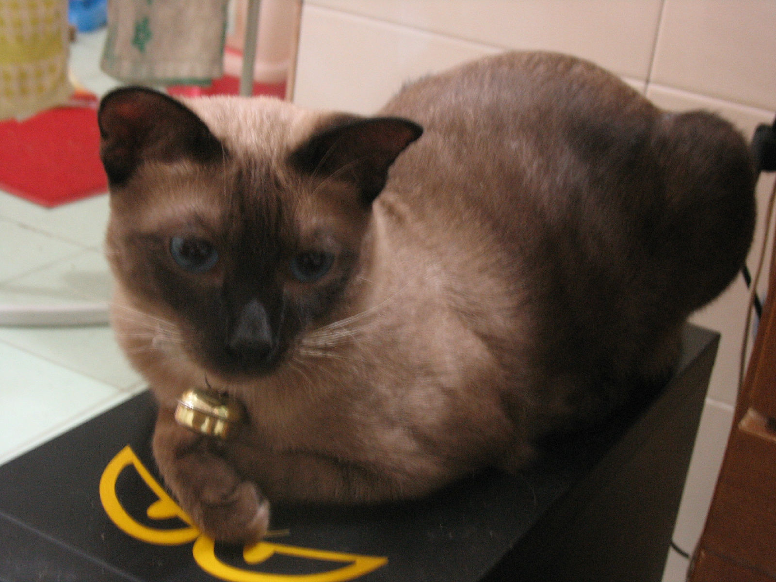 巧克力重点色猫