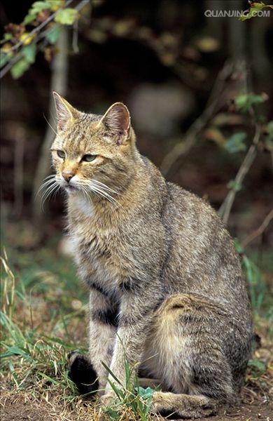  p>欧洲野猫,或称欧林猫,曾一度遍布欧洲大陆.