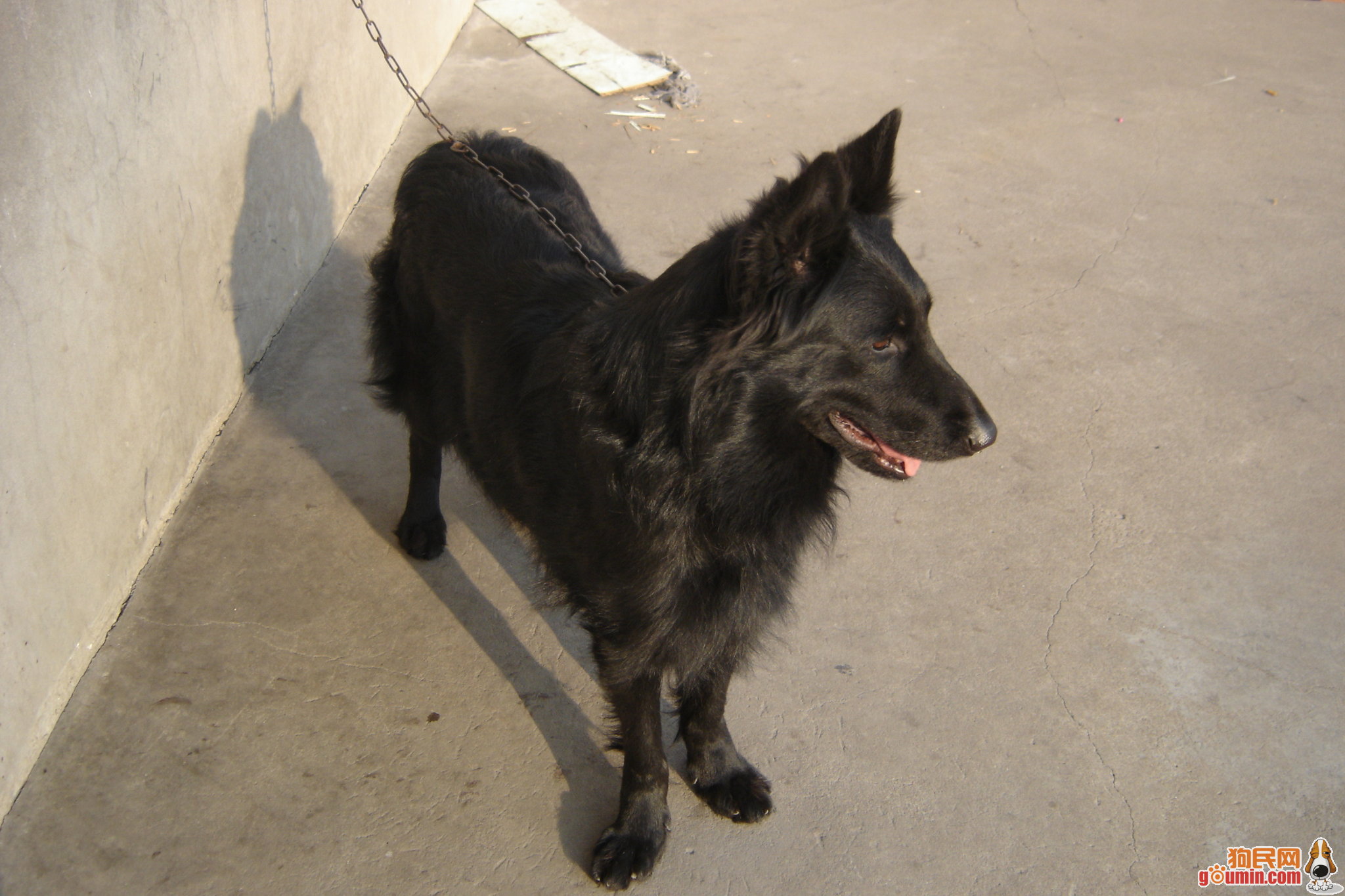牧羊犬