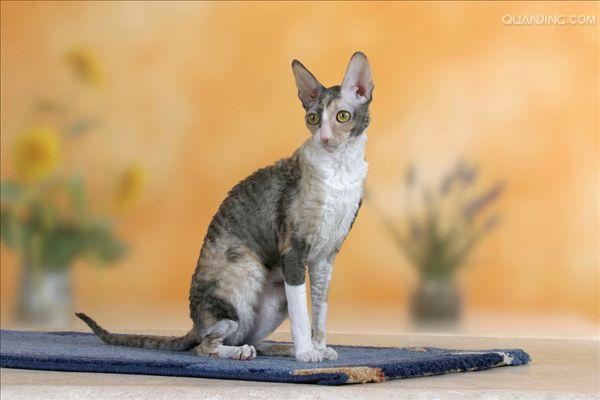 科尼斯雷克斯猫