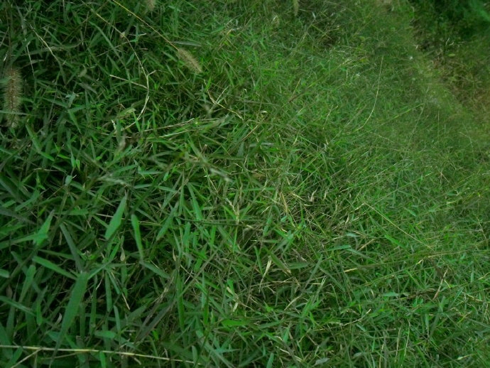  p>止血马唐(学名: i>digitaria ischaemum /i> (schreb.) schreb.