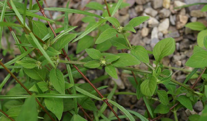  p>新耳草属分布于热带亚洲和大洋洲,属于披散草本,分枝多,节间生根