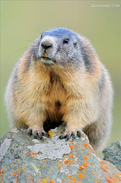  p>喜马拉雅旱獭(学名: i>marmota himalayana /i>)别名哈拉, a href=