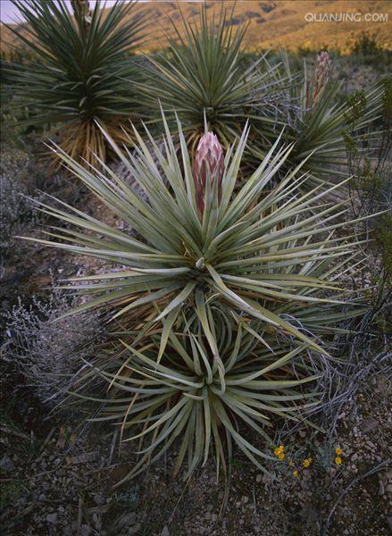 别名:软叶丝兰,毛边丝兰,洋波萝, a href="#">百合科 /a> a>丝兰属 