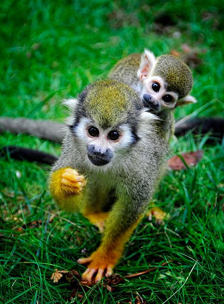  p>松鼠猴(学名: i>saimiri sciureus /i>),是产于南美洲的小型猴类