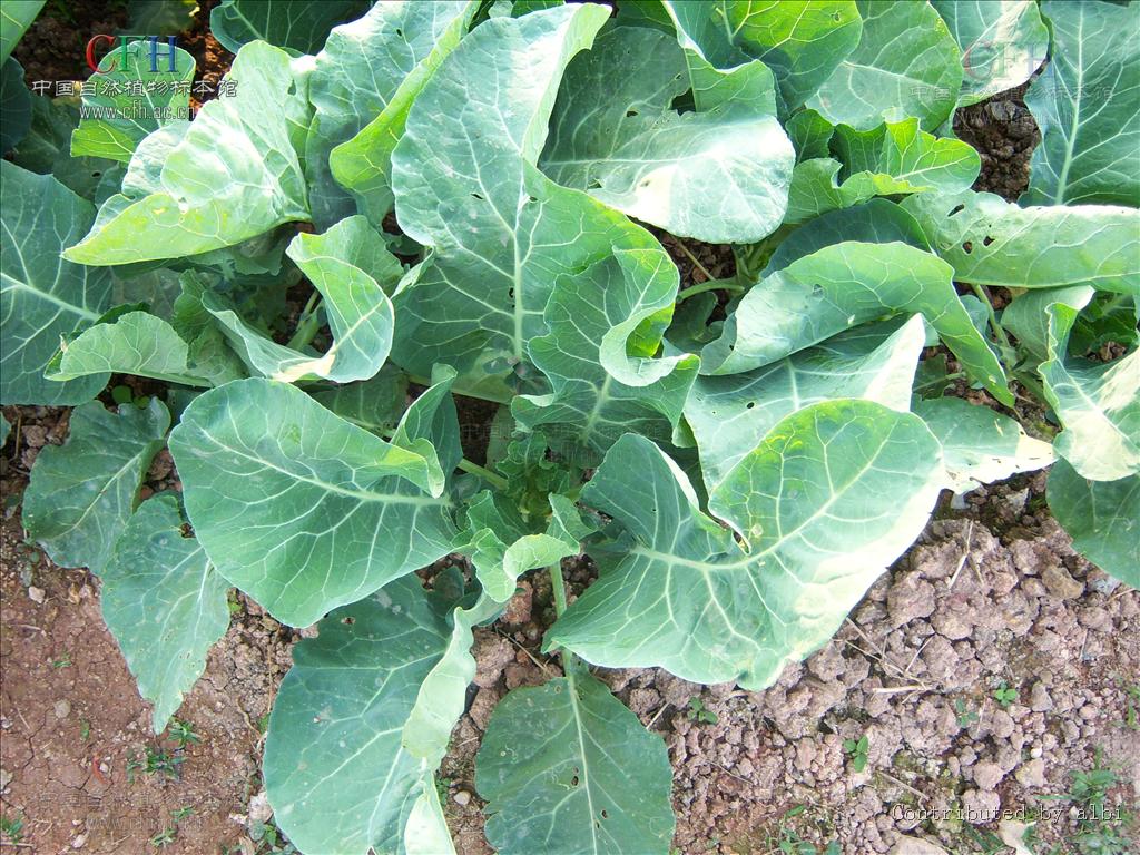  p>芸薹属(brassica)是一个十字花科下的属.
