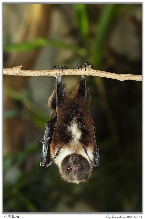 硫球狐蝠台湾亚种