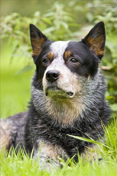澳洲牧牛犬