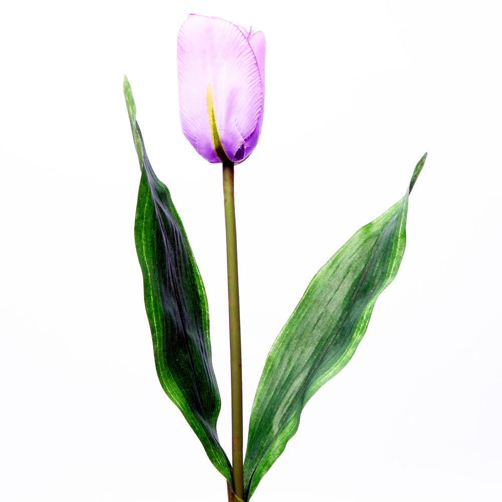 ex baker)是百合科 a target="_blank" href="/item/郁金香属