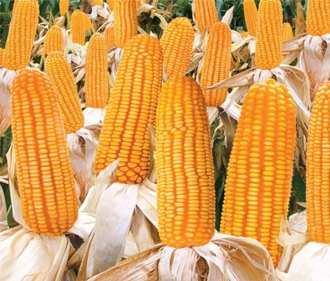  p data-id="gn35xajdfn">龙高l1号是玉米品种. /p>