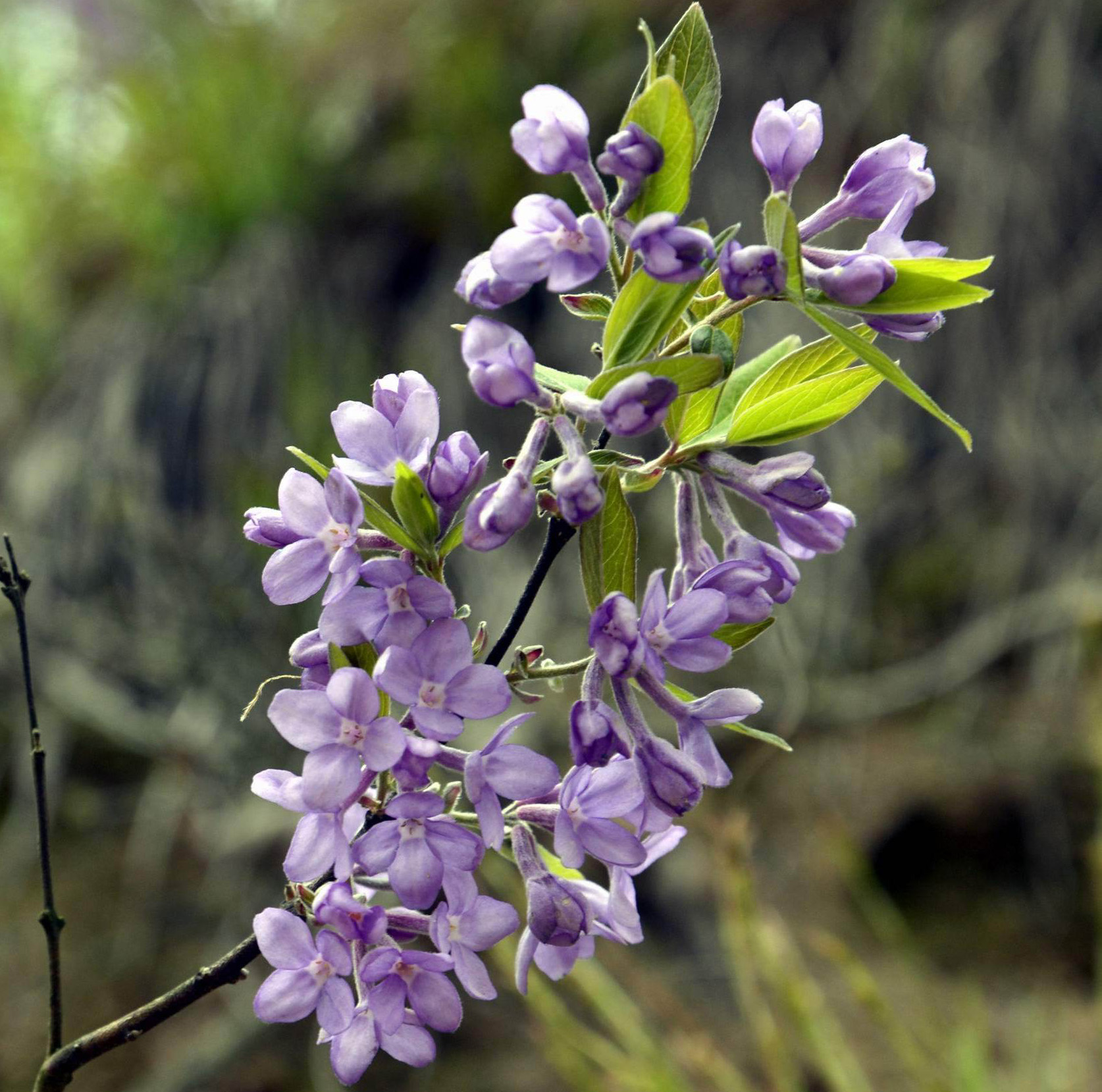  p>芫花,别名:药鱼草,老鼠花,闹鱼花,头痛花,闷头花,头痛皮,石棉皮,泡