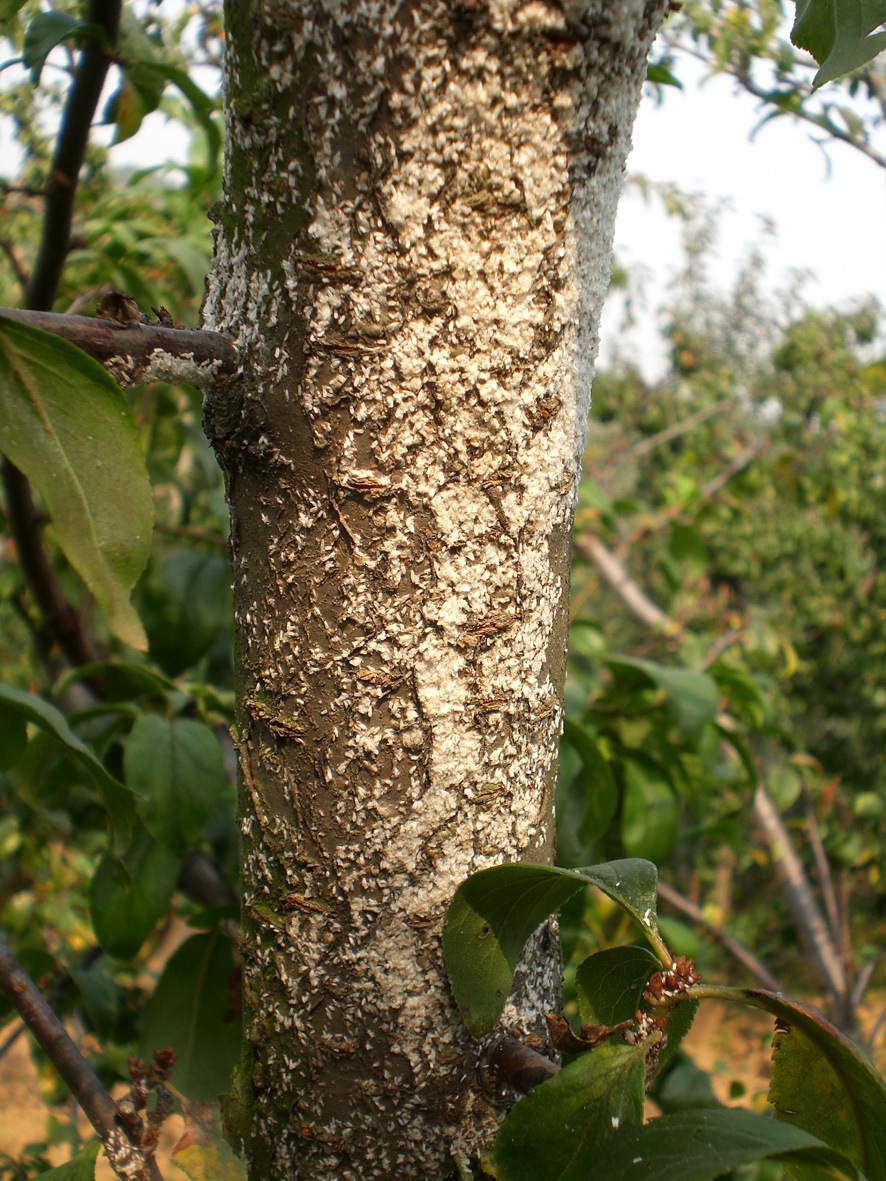  p>桑白蚧是盾蚧科拟白轮盾介属的一种昆虫.