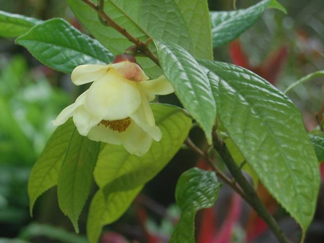 camellia impressinervis h. t. chang