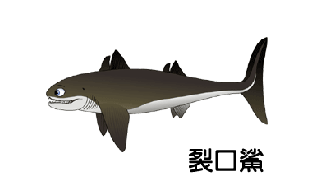  p>裂口鲨( a href="#" data-lemmaid="8074290">学名 /a> i>cladose