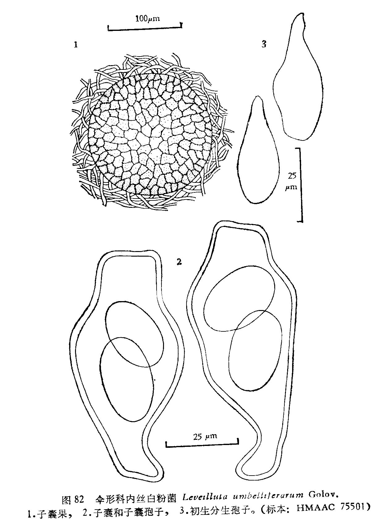 伞形科内丝白粉菌