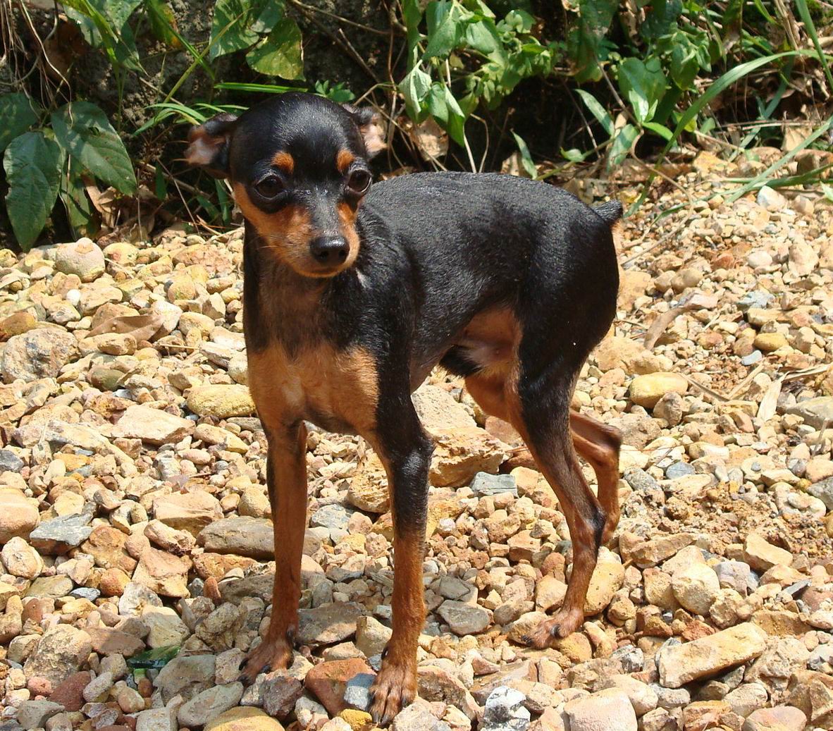  p>迷你杜宾犬起源于19世纪的 a href="#" data-lemmaid="147953">