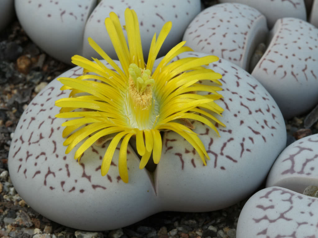  p>春桃玉属(学名: i>dinteranthus /i> schwantes)是 a href="#"