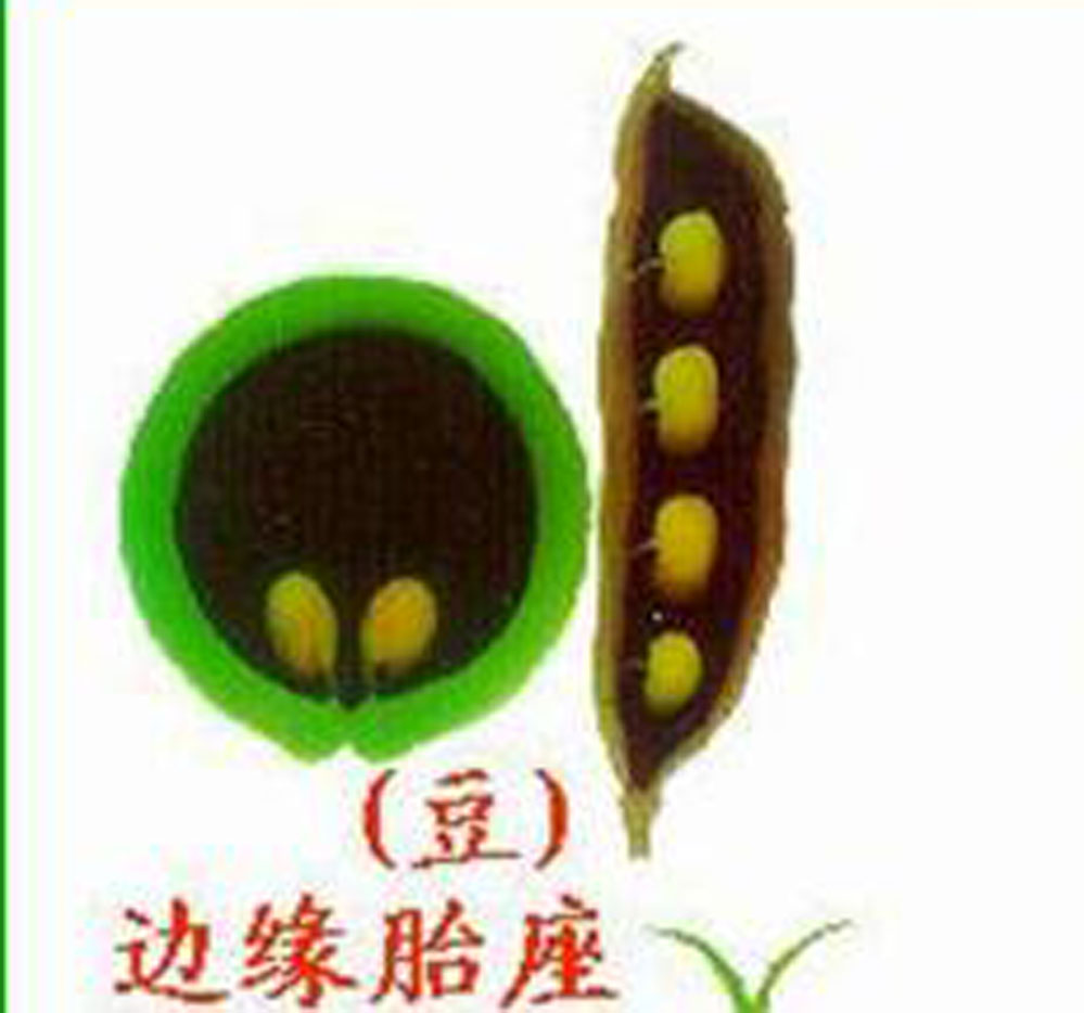 marginal placentation):植物雌蕊中胎座的一种类型,雌蕊由单心皮构成