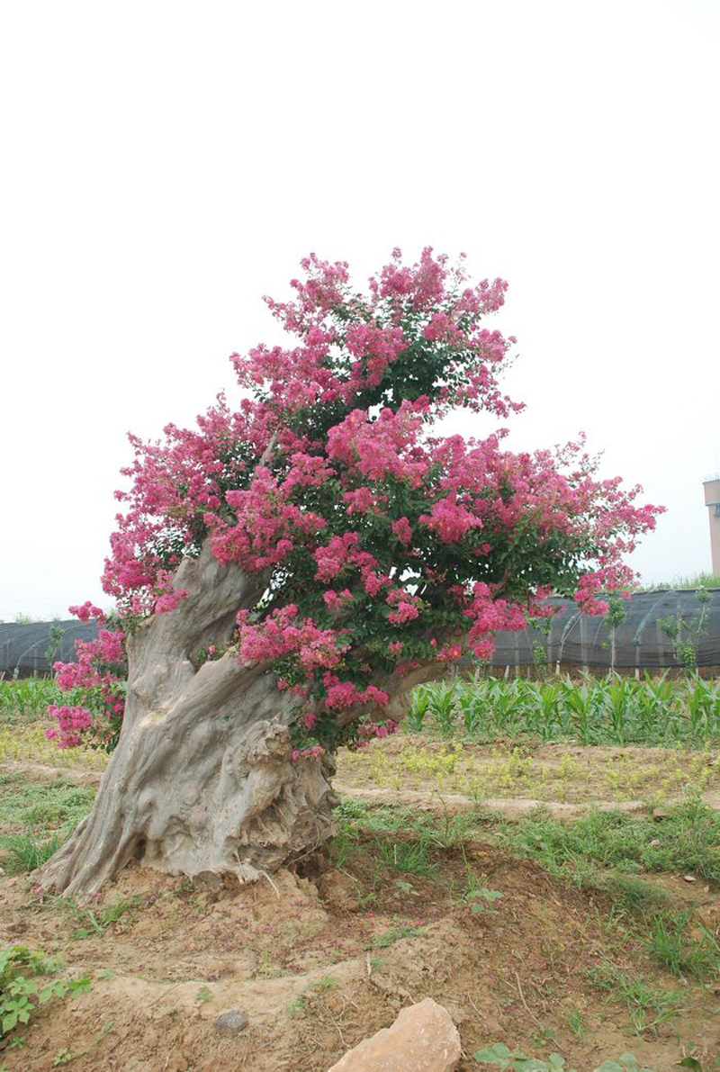 紫薇古桩