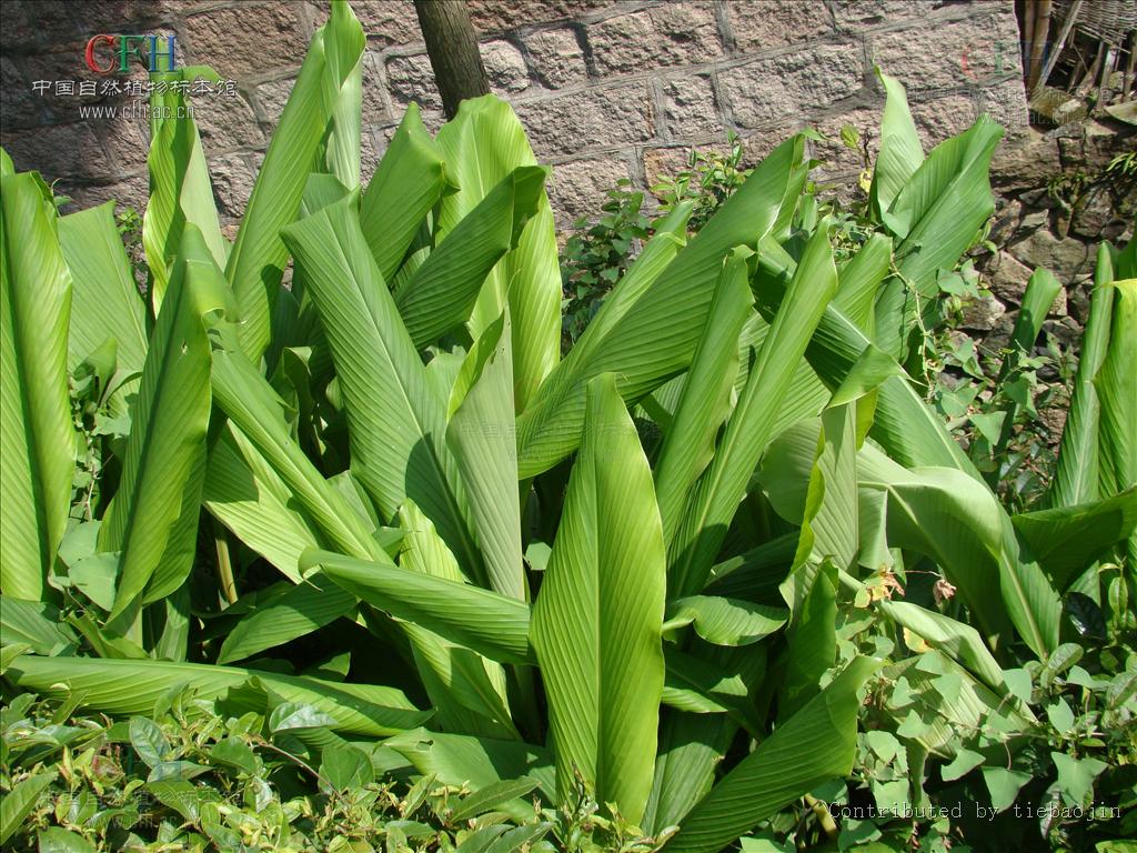  p>姜黄属(学名:curcuma l)是 a target="_blank" href="/item/姜科">