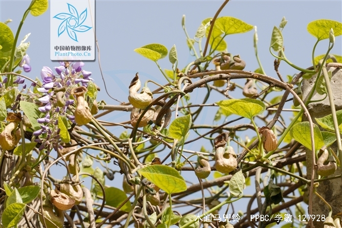  p>木通马兜铃(学名: i>aristolochia manshuriensis /i> kom.