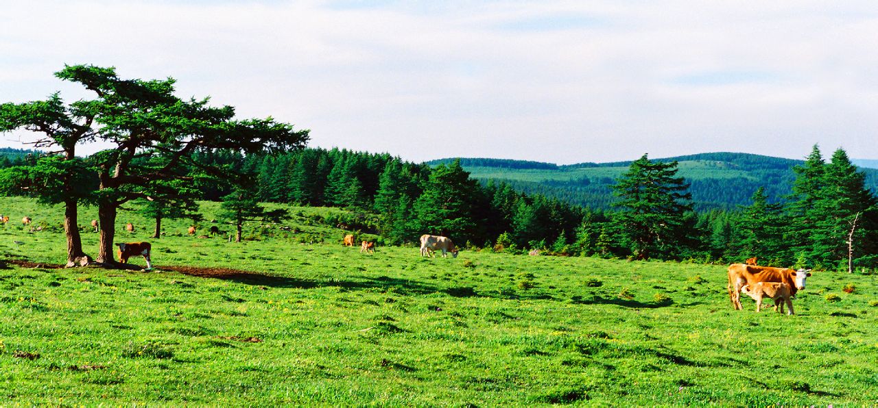 id="gnbkd4lb7p">芦芽山景区,是国家aaaa级旅游景区,国家级自然保护区